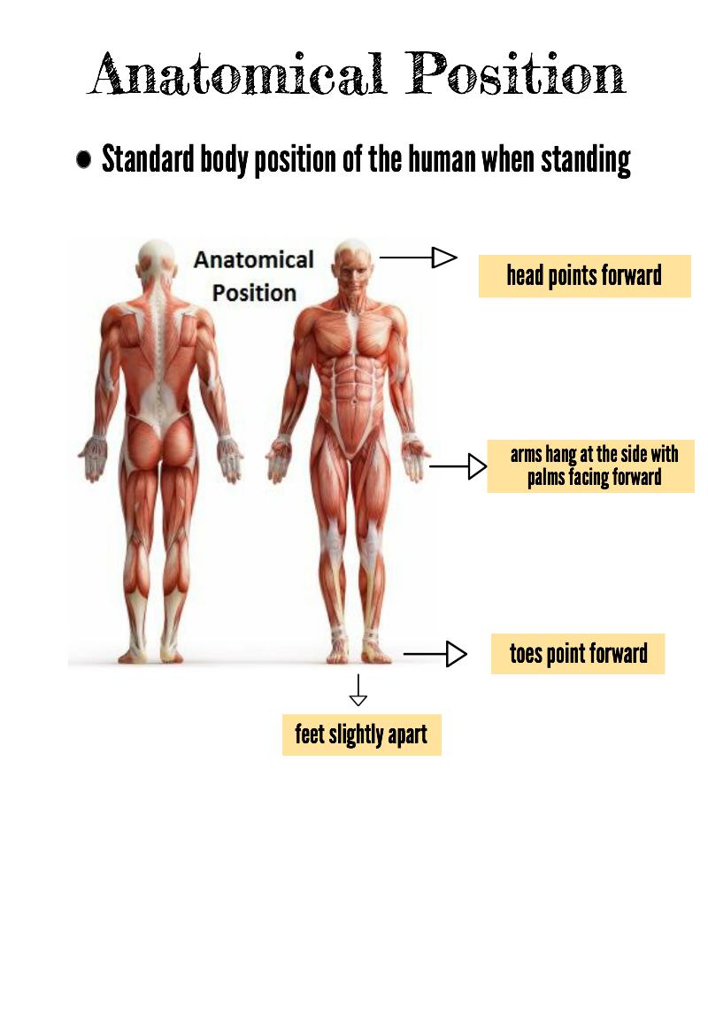 anatomical position muscles